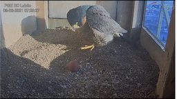 Dobre nowiny z gniazda sokołów na kominie elektrociepłowni. Jest pierwsze jajko!