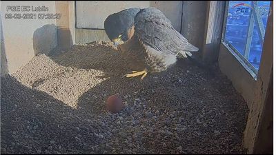 Dobre nowiny z gniazda sokołów na kominie elektrociepłowni. Jest pierwsze jajko!