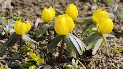 Ogród Botaniczny, 11 marca