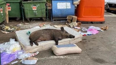 To zdjęcie podbiło internet. Gdzie naprawdę spał dzik?