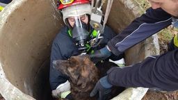 Lubelskie: Piesek uwięziony 15 metrów pod ziemią. Tylko oni mogli go uratować [zdjęcia]