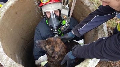 Lubelskie: Piesek uwięziony 15 metrów pod ziemią. Tylko oni mogli go uratować [zdjęcia]