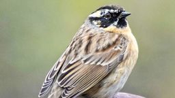 Płochacz czarnogardły. Zdjęcie zrobione kilka dni temu w Miączynie wzbudziło sensację wśród ornitologów