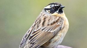 Płochacz czarnogardły. Zdjęcie zrobione kilka dni temu w Miączynie wzbudziło sensację wśród ornitologów