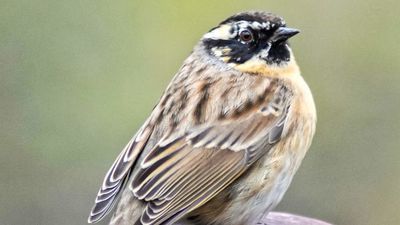 Płochacz czarnogardły. Zdjęcie zrobione kilka dni temu w Miączynie wzbudziło sensację wśród ornitologów
