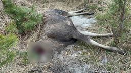 Kolejne zwierzęta bez głowy w lesie koło Puław. Już trzy w tym roku