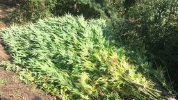 Ponad 150 krzaków marihuany. Spora plantacja w okolicach Bychawy