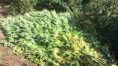 Ponad 150 krzaków marihuany. Spora plantacja w okolicach Bychawy