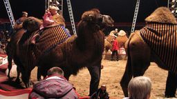 Cyrk - zdjęcie ilustracyjne