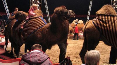 Cyrk - zdjęcie ilustracyjne