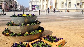 W Lublinie bratki wygryzły kapustę