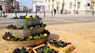 W Lublinie bratki wygryzły kapustę