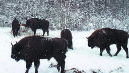 Żubry w Lasach Janowskich poszły żyć na własny rachunek
