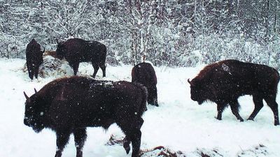 Żubry w Lasach Janowskich poszły żyć na własny rachunek