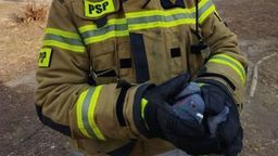 Akcja Gołąb. Bardzo nietypowa interwencja strażaków w Lublinie