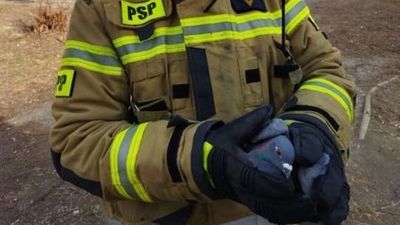 Akcja Gołąb. Bardzo nietypowa interwencja strażaków w Lublinie