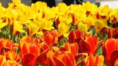 Dziś Dzień Kobiet. Uważajmy, jakie kwiaty wręczamy w prezencie. Co symbolizują ich kolory?