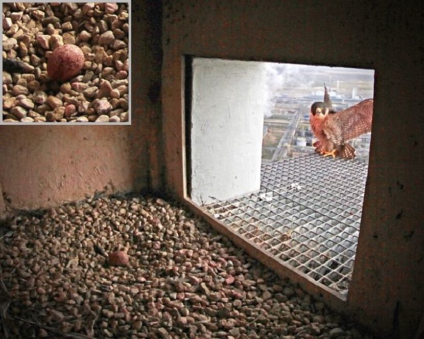 Pierwsze w tym roku sokole jajo pojawiło się w gnieździe na kominie puławskiej elektrociepłowni węglowej