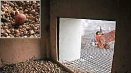 Pierwsze w tym roku sokole jajo pojawiło się w gnieździe na kominie puławskiej elektrociepłowni węglowej