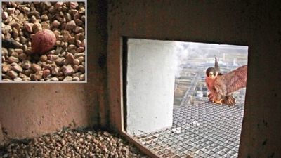 Pierwsze w tym roku sokole jajo pojawiło się w gnieździe na kominie puławskiej elektrociepłowni węglowej