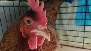 Pamiętacie Kazię, kurę w reklamówce? Ma nowe życie i koleżanki