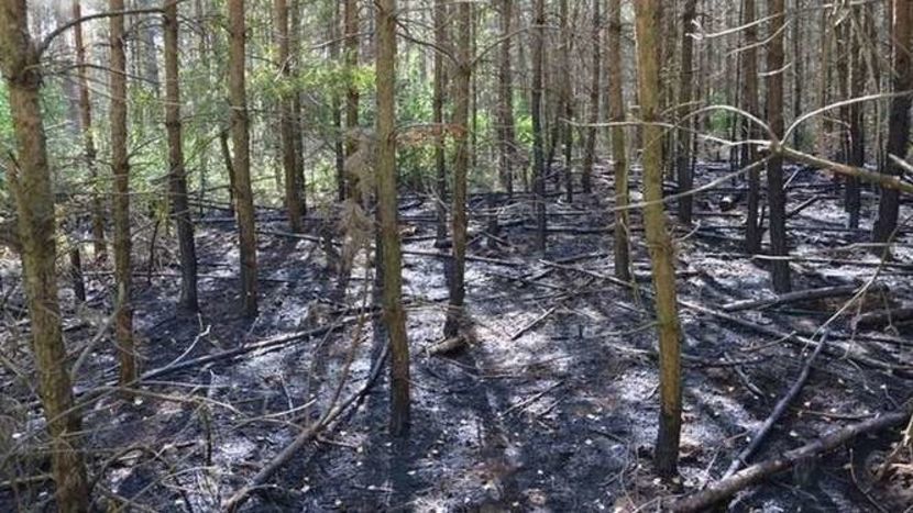 Tak wyglądał las po pożarze