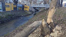 Gryzonie nie są tu widywane po raz pierwszy. Podobne sygnały zdarzały się już wcześniej. A namacalnym dowodem obecności bobrów jest powalone w zeszłym roku drzewo