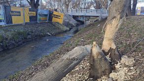 Gryzonie nie są tu widywane po raz pierwszy. Podobne sygnały zdarzały się już wcześniej. A namacalnym dowodem obecności bobrów jest powalone w zeszłym roku drzewo