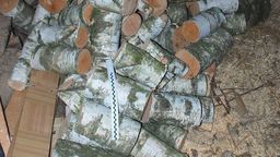 Z lasu zniknęło 25 brzóz. Wiedzą kto wyciął i kto kupił