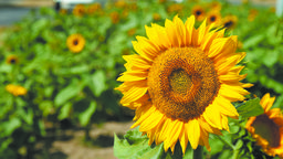 Łany słoneczników zdobiły w zeszłym roku ul. Jana Pawła II. W tym roku mają się pojawić na ul. Zelwerowicza. Miasto zapowiada, że sięgnie po karłową odmianę osiągającą najwyżej 60 cm wysokości, kwitnącą przez cały sezon