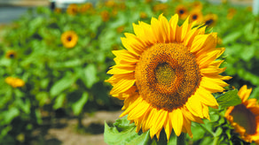 Łany słoneczników zdobiły w zeszłym roku ul. Jana Pawła II. W tym roku mają się pojawić na ul. Zelwerowicza. Miasto zapowiada, że sięgnie po karłową odmianę osiągającą najwyżej 60 cm wysokości, kwitnącą przez cały sezon