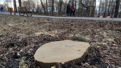 Lublin. Drzewa w parku Ludowym znowu idą pod topór