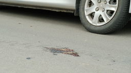 Lublin: Żabi dramat na ul. Janowskiej. Chcą się dostać do wody i giną pod kołami samochodów