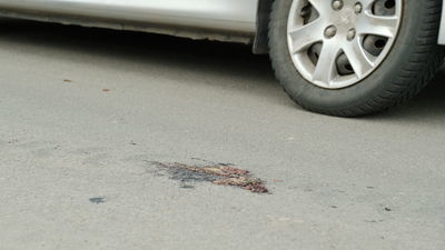 Lublin: Żabi dramat na ul. Janowskiej. Chcą się dostać do wody i giną pod kołami samochodów