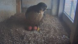 Telewizja sokół, odcinek drugi. Wrotka wysiaduje już dwa jajka w gnieździe