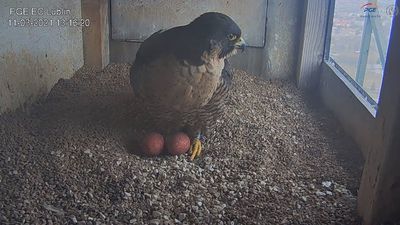 Telewizja sokół, odcinek drugi. Wrotka wysiaduje już dwa jajka w gnieździe