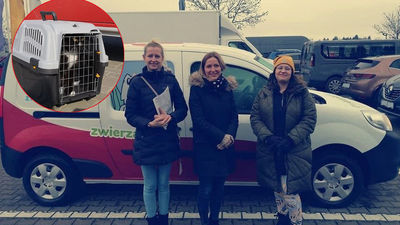 Nowe renault odebrane z poznańskiego salonu samochodowego to pierwszy własny samochód puławskiej fundacji „Przyjazna Łapa”. Wolontariuszki kluczyki do niego odebrały w ostatni poniedziałek. Komfort podróży dzień później przetestował kot