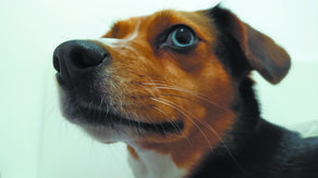 Lublin: Sterylizacja i kastracja psów na koszt miasta