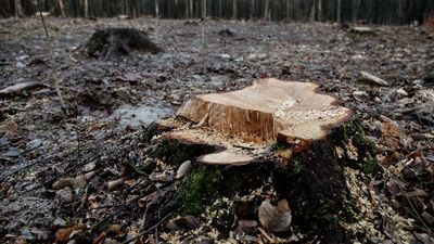 Lublin. Dobre wiadomości dla Starego Gaju. "Kolejny krok należy do urzędu i radnych"