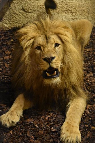 Akashinga ma cztery lata. Zamojskie zoo szuka dla niego młodej samicy lwa angolskiego