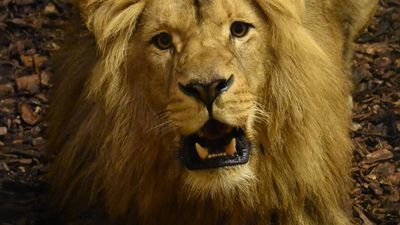 Akashinga ma cztery lata. Zamojskie zoo szuka dla niego młodej samicy lwa angolskiego