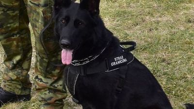 Lubelskie: Dora wywąchała nielegalnego imigranta. 19-latek ukrywał się w ruinach