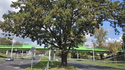 Lublin. Ten dąb gwiazdorzy jak mało który. Zostanie Drzewem Roku 2021?