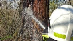 Lubelskie: Ktoś podpalił Dąb miłości. Leśnicy założą monitoring 