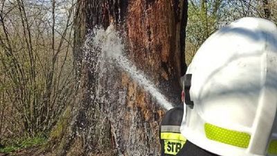 Lubelskie: Ktoś podpalił Dąb miłości. Leśnicy założą monitoring 