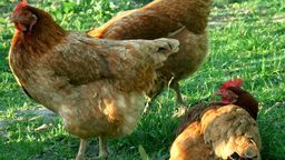 Powtórka ze strasznej końcówki 2019 roku? Ptasia grypa znów w Lubelskiem