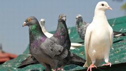 Indie. Gołąb trafił za kratki. Straż Graniczna podejrzewa go o szpiegostwo 