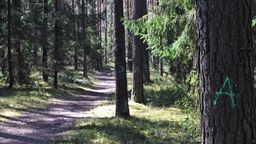 Wytną drzewa w stuletnim lesie sosnowym wokół Biłgoraja? "Musimy myśleć o lesie na wiele lat do przodu" [zdjęcia]