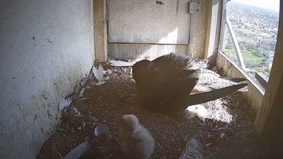 Nie żyje jedno z sokolich piskląt z lubelskiego Wrotkowa