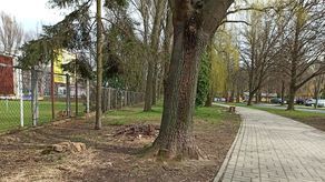 Lublin: Wytną kilkanaście drzew przy ul. Krasińskiego. Będzie tam parking